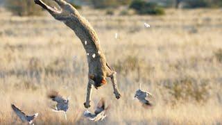 The African Wildcat is a secretive desert acrobat who is not afraid of CROCODILES!