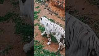 White Tiger at Nandankanan #viral #trend #shortsvideo #trending #viralvideo #shorts #zoo