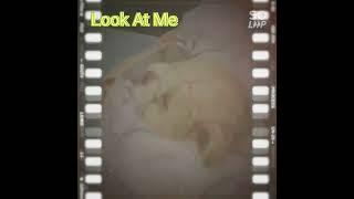 Dogs who wants care, Attention Seekars
