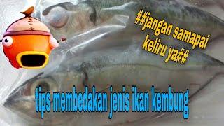 CARA MEMBEDAKAN JENIS IKAN KEMBUNG