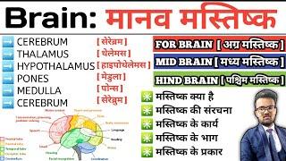 Brain | मानव मस्तिष्क | Structure of Brain | Function of Brain | Cerebrum | Thalamus | Hypothalamus