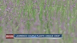 Lawrence farmer plants fragrent fields