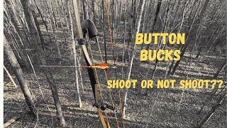 Traditional Bowhunting.....Is It Okay To Shoot Button Bucks??? / Longbow / Traditional Archery