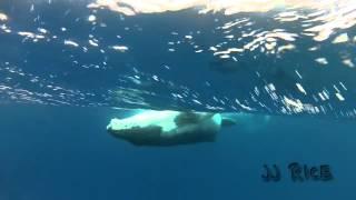 JJ rice age 9  gopro whales aug 5 2014