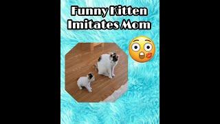 Funny Kitten Imitates Mom Cat - You Won't Believe What Happens Next!