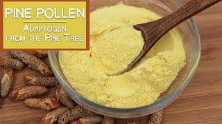 Pine Pollen, The Nutritious Adaptogen from the Pine Tree