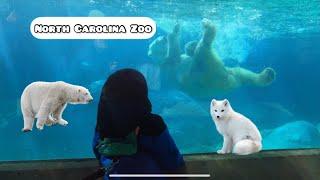 What to see at the North Carolina Zoo (IN WINTER) tour and we got to see a (POLAR BEAR)