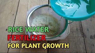 Starch water from rice for plants/Is rice water good for plants