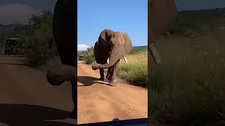 Cute dance of elephant  #animals #funny #animalllover #video #funnyanimal