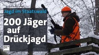 Umstrittene Drückjagd: 200 Jäger reduzieren den Wildbestand im Wald | BR24