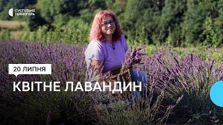 Поблизу Тернополя квітникарка вирощує лаванду та лавандин