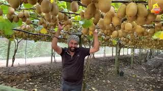 How Kiwi Fruits Growing |Taste of Red kiwi | kiwi Plantation Timing|Kiwi Farming Best timing