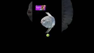 Ocean Sunfish  #shortsviral #shorts #facts #sunfish