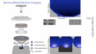 Scanning Electron Microscopy (SEM): animation of 3 types of imaging