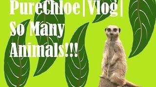 PureChloe | Vlog | So Many Animals!!!