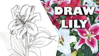 HOW TO DRAW ORIENTAL LILY Step by Step Drawing Tutorial. Guided realistic spring flower sketch