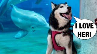 Meeka The Husky Meets Winter The Dolphin! (New BFFs!) 