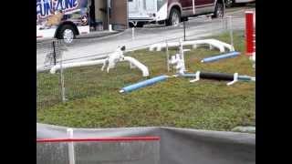 Lure Coursing/ Parson Russell Terrier/ Jack Russell: