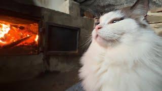 City Cat Falls in Love with Fire-Watching in the Countryside