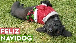 Feliz Navidog