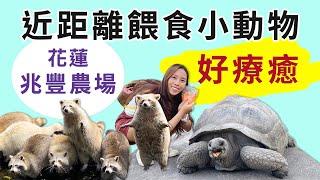 【花蓮｜兆豐農場】近距離餵食小動物，拜託浣熊好療癒