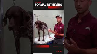 Formal Retrieving - Introduction To Fetch With A Toe Hitch