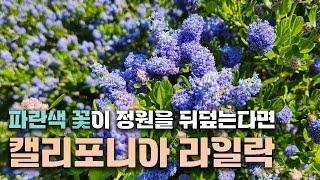 파란색 라일락? 도대체 뭐길래! 압도적인 개화량으로 푸른 정원을 만들어주는 캘리포니아 라일락 소개 드려요