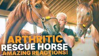 ARTHRITIC Rescue Horse "Simba" has INSANE CRACKS & AMAZING REACTIONS to Chiropractic!