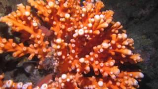 Buceo en la Herradura (Los corales) (diving) 2014