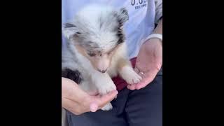 셰틀랜드 쉽독 아기 강아디.. 조리퐁 첫 만남  |  Shetland Sheepdog puppy "jollypong" the first meeting