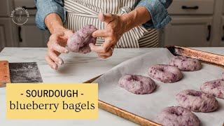 The BEST and EASIEST Sourdough Blueberry Bagels | Little Spoon Farm