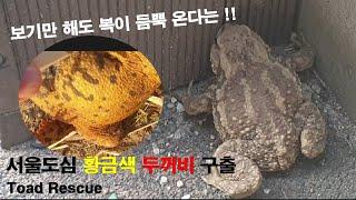 보기만해도 행운이 왕창 찾아 온다는 황금두꺼비 구출 , Toad Rescue