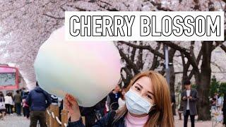 FIRST TIME SEEING CHERRY BLOSSOM | KOREA