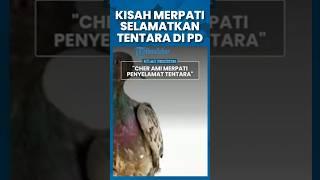 106 Tahun Lalu, Kisah Merpati Hitam Pembawa Pesan Selamatkan Ratusan Tentara saat PD