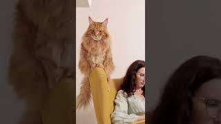 why cat lick me #shorts