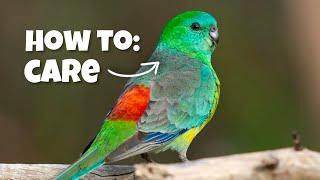 My Secrets to Caring for Red-Rumped Parrots: What No One Else Tells You! 