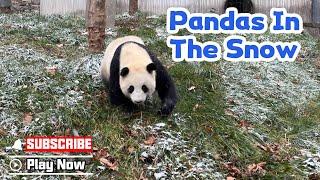 Pandas In Winter Wonderland | iPanda