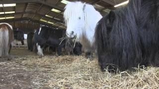 Rescued - a family herd of Shetland Ponies