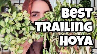 7 BEST TRAILING HOYA!!  my top favorite trailing/hanging Hoya in my collection ️🩷