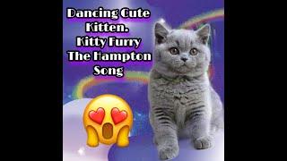 Dancing Cute Kitten. Kitty Furry Dancing The Hampton Song