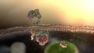 Overview of USANA Cellsentials