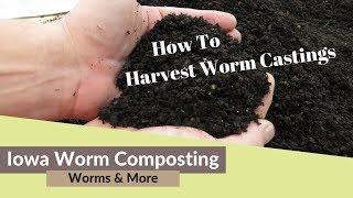 How To Harvest Worm Castings