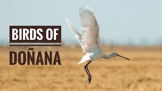 Birds of Doñana National Park