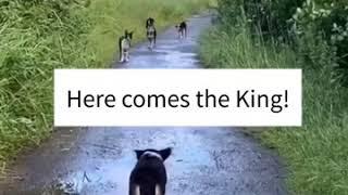 “Corgi King” cut corgi dog Try not laugh | All Fun Collections TV #23