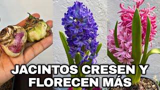 ASÍ FLORECEN MÁS  LOS JACINTOS Y CRECEN MAS BONITOS - Hyacinthus