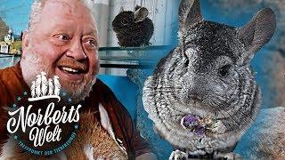 TRAURIGE WAHRHEIT - CHINCHILLAS ZUR FELLGEWINNUNG | NORBERTS WELT | Zoo Zajac