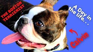 DAY IN THE LIFE ~ *CUTE* BOSTON TERRIER ~ CALVIN!!