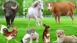 Farm Animal Food: Pig, Sheep, Dog, Cow, Chicken, Goat, Rabbit - Farm Animal Video