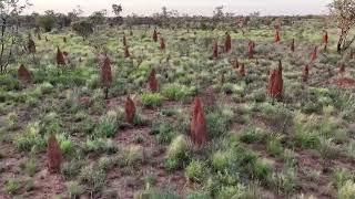 Sunrise over our sacred anthills. Warumungu.