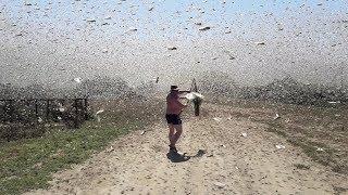 دسته‌ای از ملخ‌ها آسمان روسیه را پوشانده‌اند